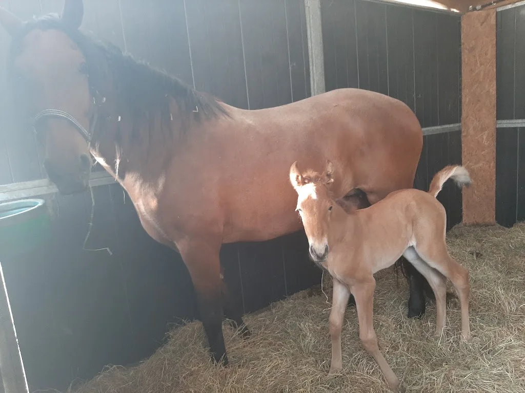 SELARL Vétérinaires Gaëtan Gaullier - Vétérinaires Equins - photo 1