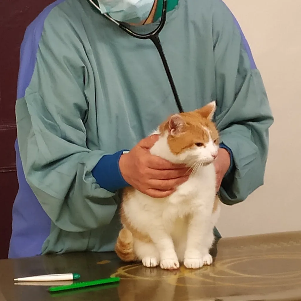Clinique Vétérinaire du Prétot - photo 2