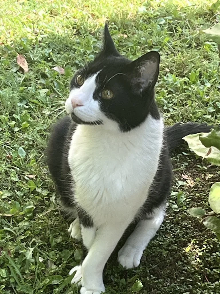 Clinique Vétérinaire Docteur Laurent Mas - photo 1