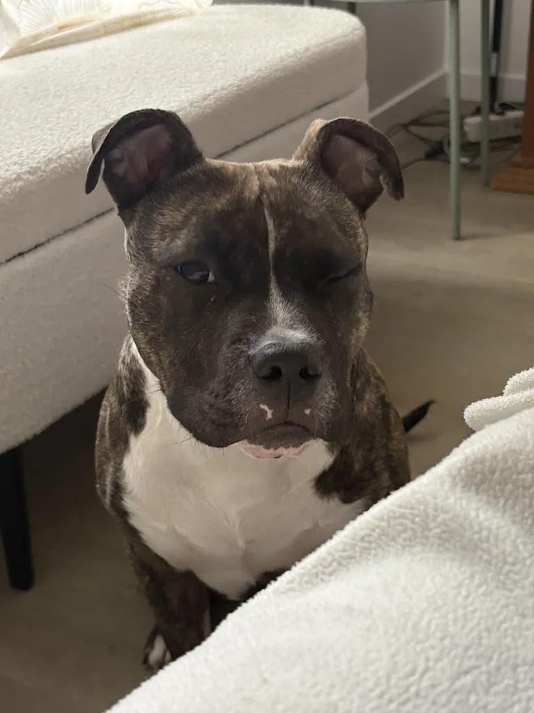 Vet-Home - photo 3