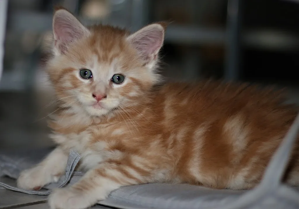 CLINIQUE VETERINAIRE NATURA'VET - photo 3