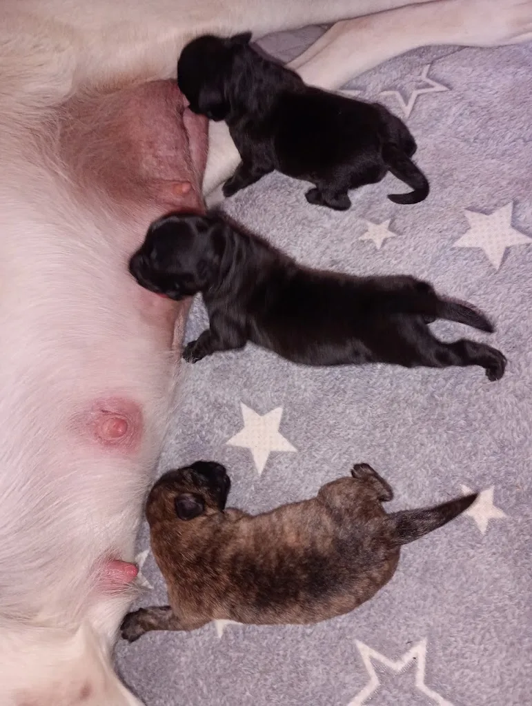 Vet'Santé - photo 2