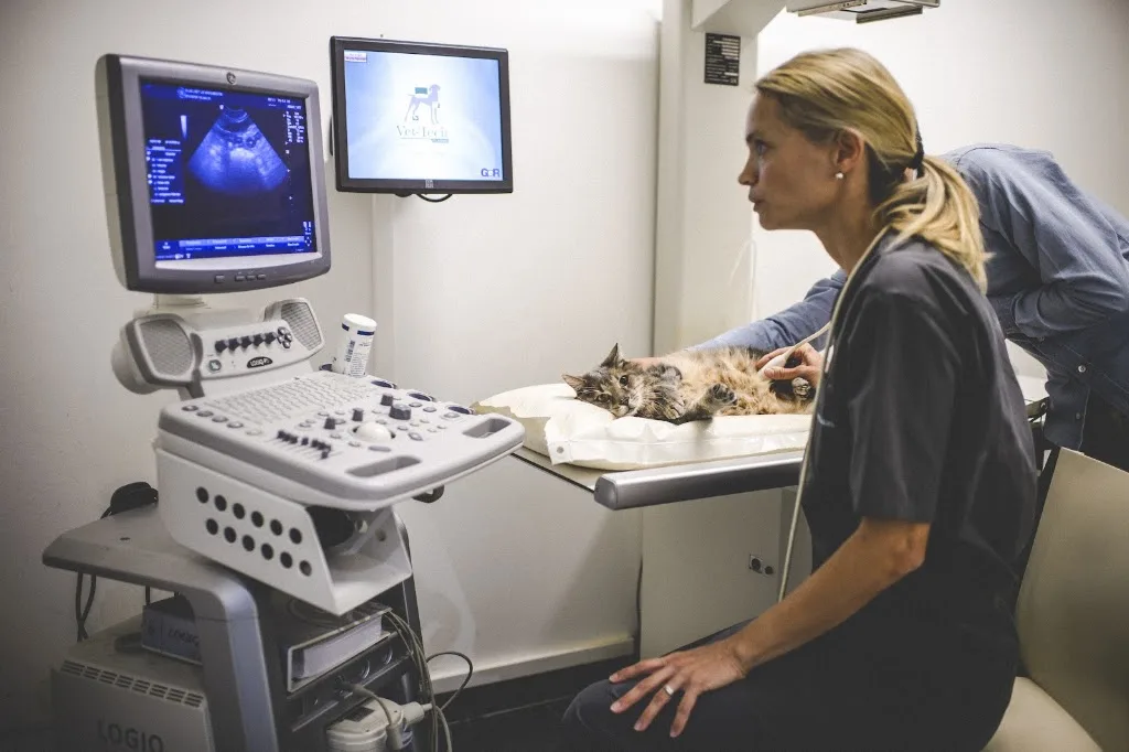 Clinique vétérinaire le Mounestie - photo 3