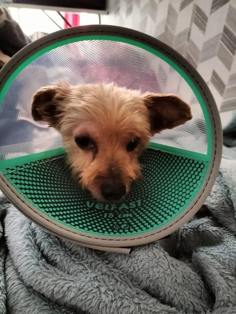 Clinique Veterinaire - photo 3