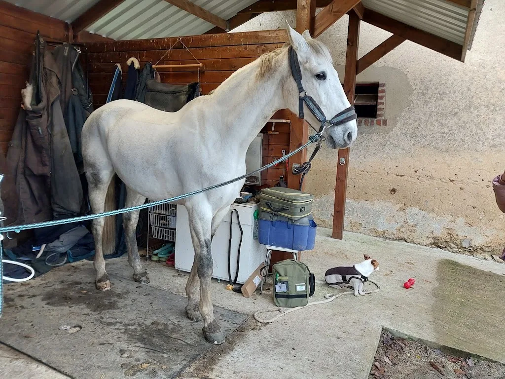 Vet'Esthesie - photo 2