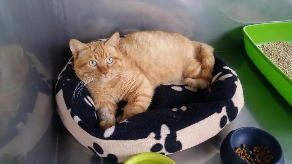Clinique Veterinaire De La Fontaine - photo 3