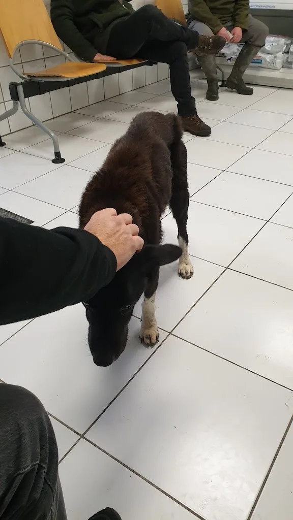 Clinique Veterinaire Des Arenes - photo 1