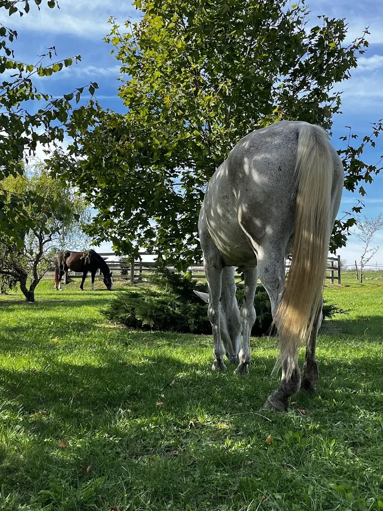 Diane LIENASSON vétérinaire équin et canin (chevaux, chats, chiens) - photo 3