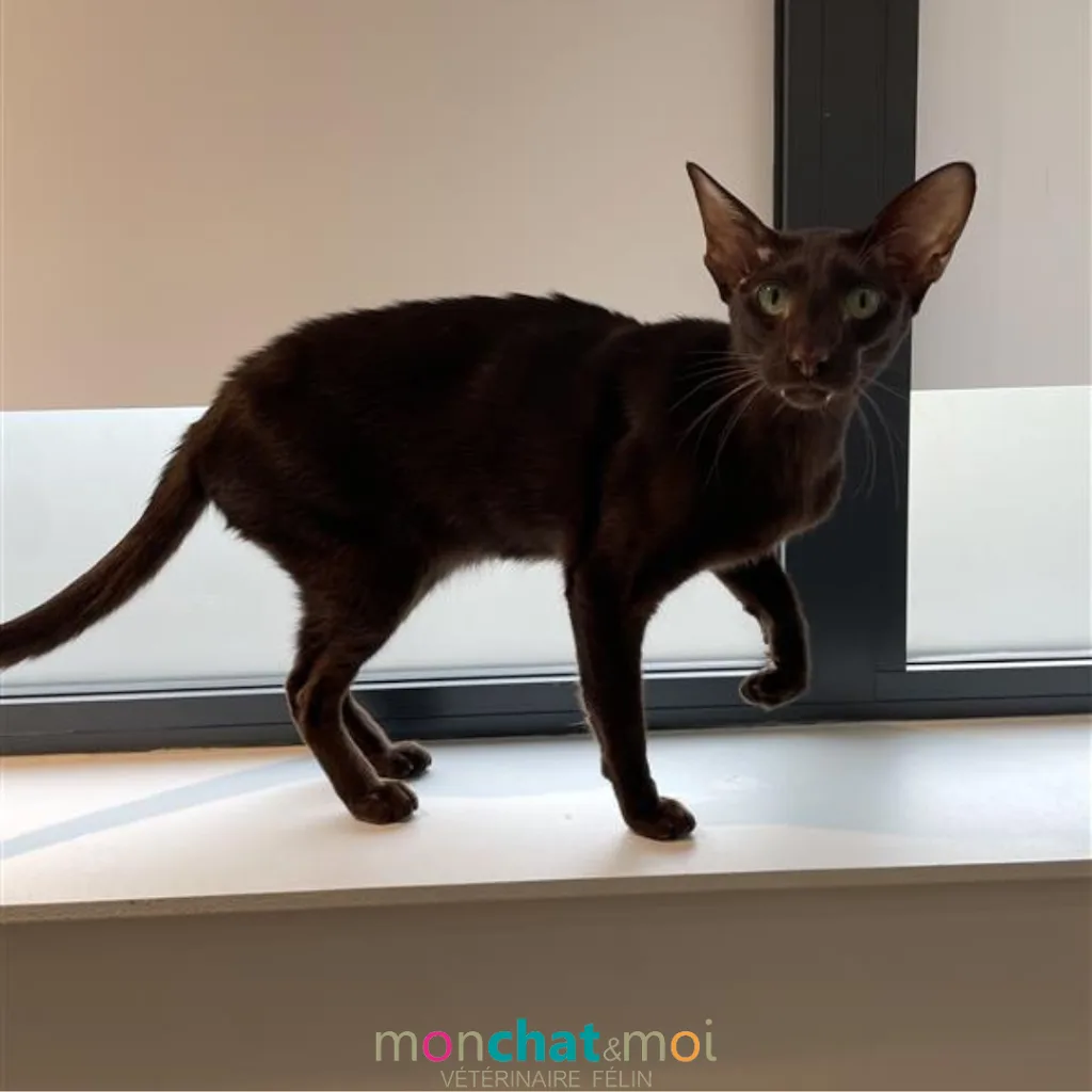 Mon Chat et Moi, vétérinaires à Lille - photo 1