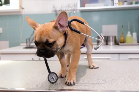 Clinique Vétérinaire Univet Antibes - Les Pins - photo 2