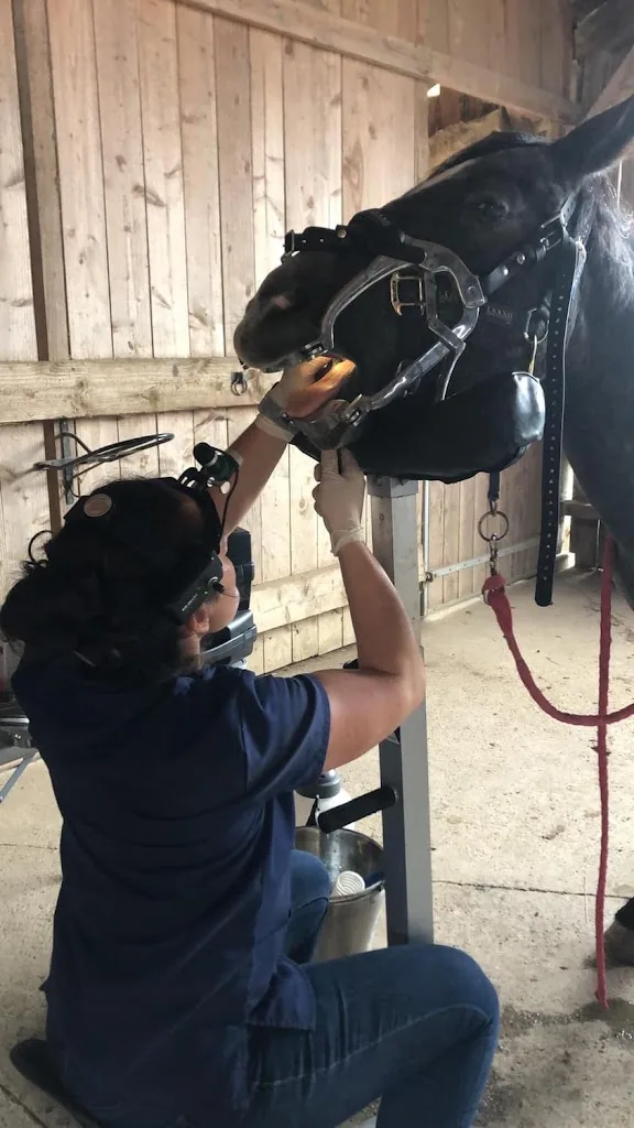 Elodie PERRAULT dentiste équin vétérinaire - photo 1