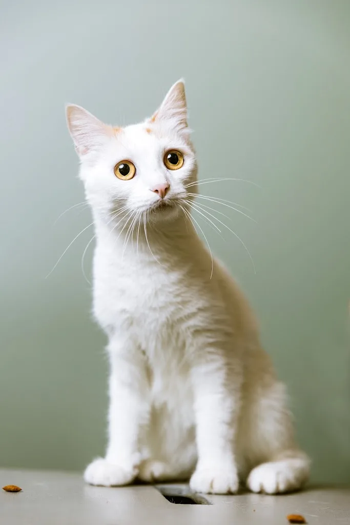 Clinique vétérinaire dédiée aux chats, lapins et rongeurs "A pas de velours" - photo 2