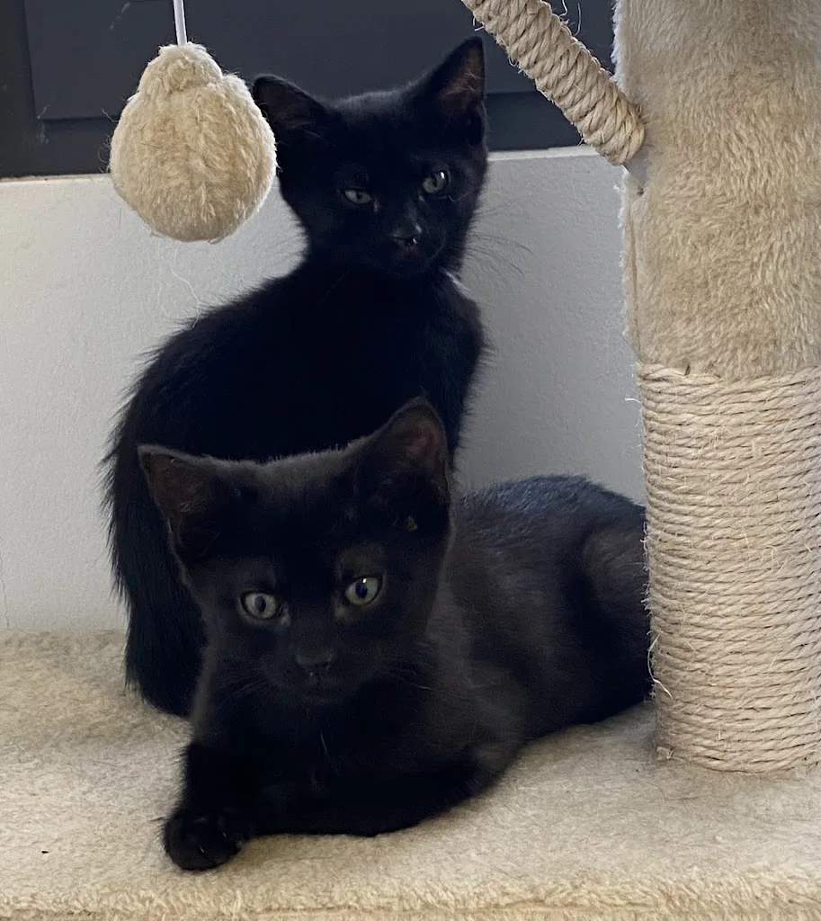 Clinique Vétérinaire du Chat Perché - photo 1