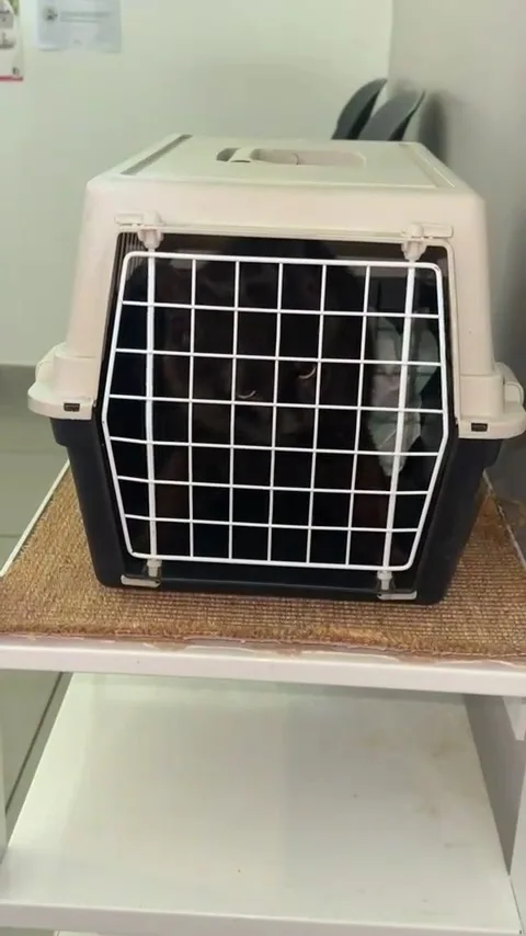 Clinique Vétérinaire du Chat Perché - photo 3