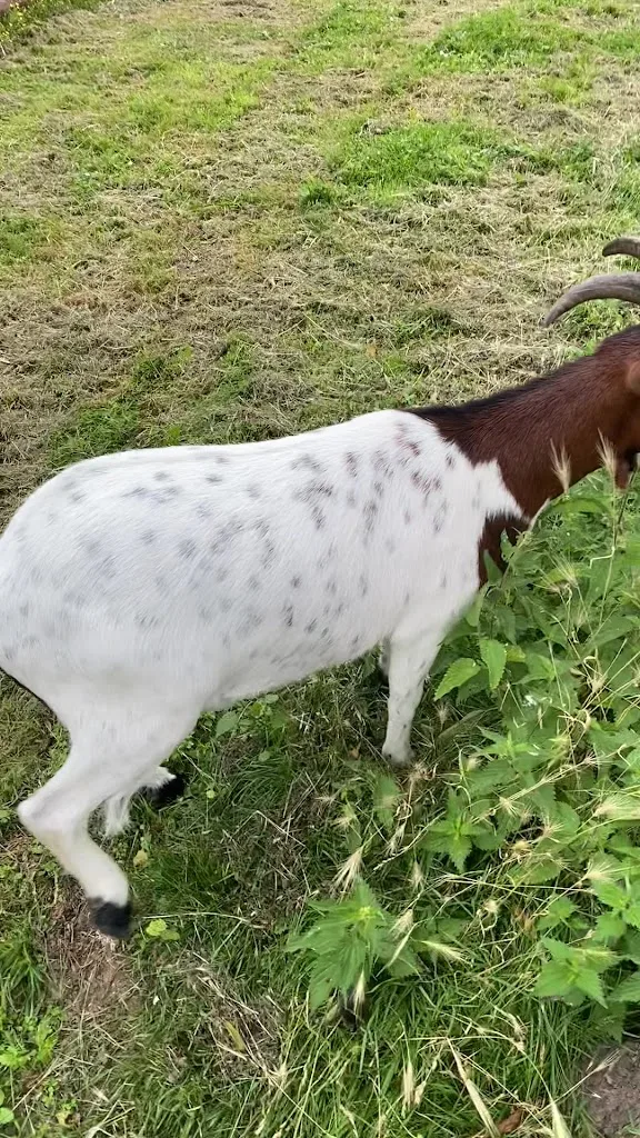 Vétérinaire agricole et ostéopathie animale DRUART - photo 1