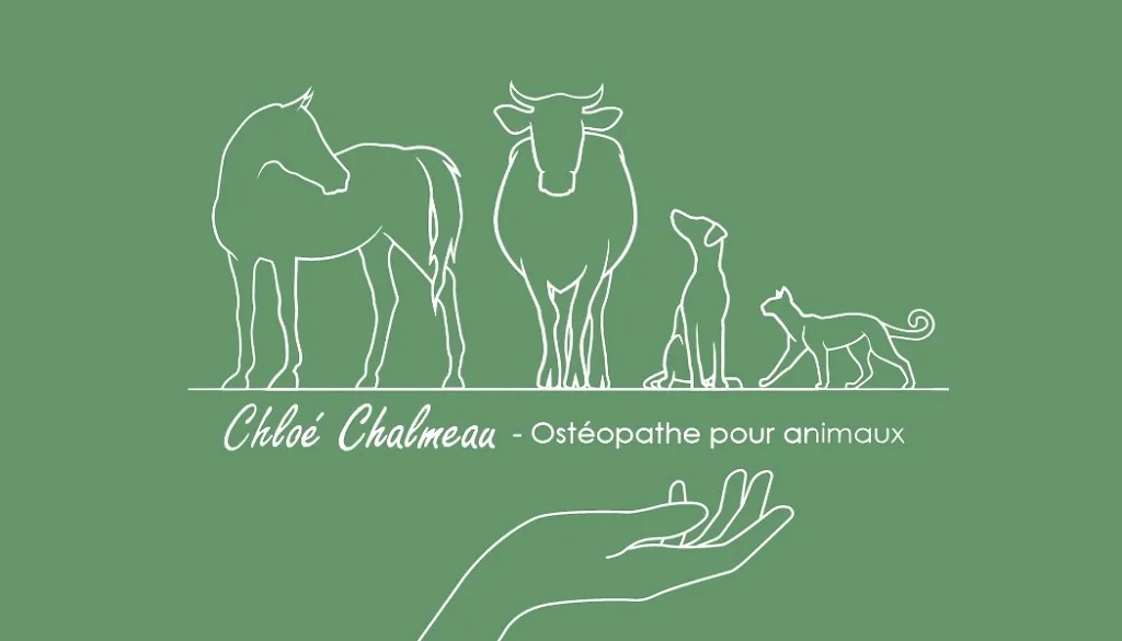 Chloé CHALMEAU - Ostéopathe pour animaux - photo 1