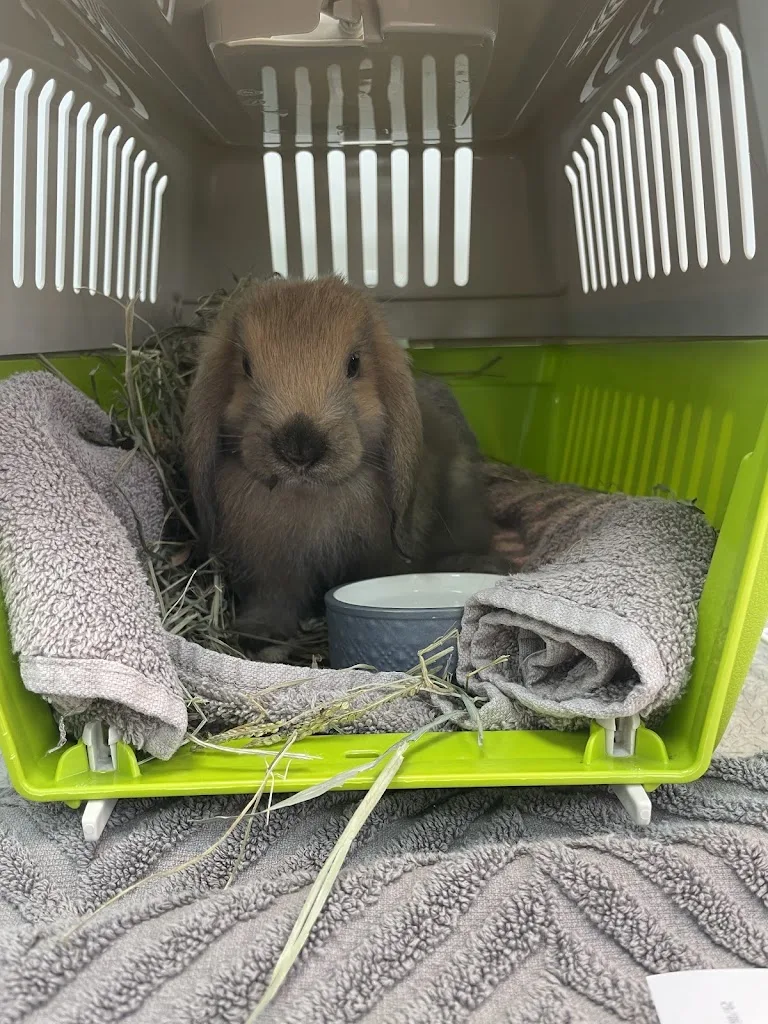 Clinique Veterinaire Notre Dame - photo 1