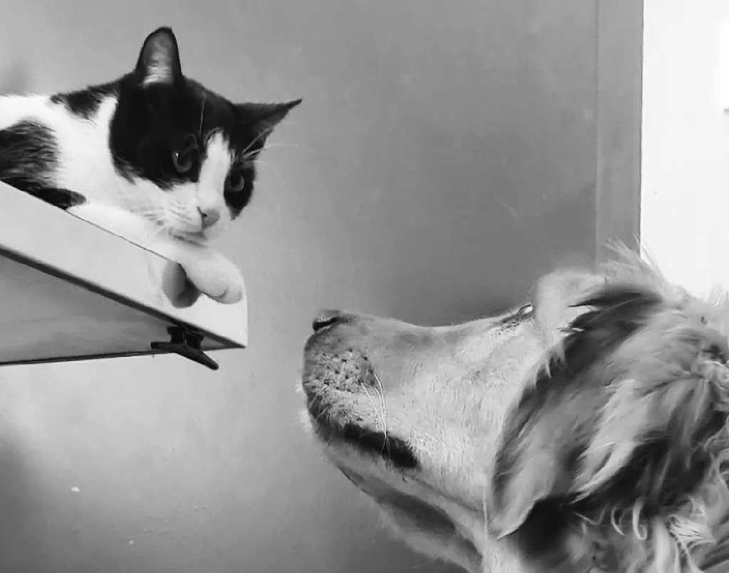 Clinique Veterinaire Lartigat - photo 2