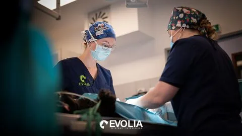 Clinique vétérinaire Elma Vet - photo 1