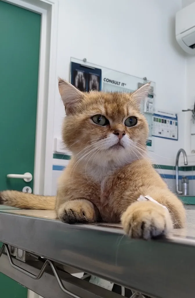 CLINIQUE VETERINAIRE DU PLESSIS - photo 1