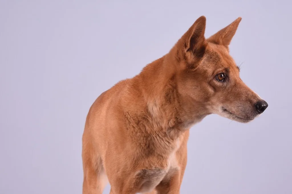 Cabinet Veterinaire des Pins/ Dr CONESSA - photo 2