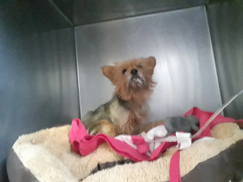 VET-AUTOPS - photo 3
