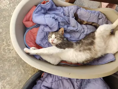 Dolce Véto