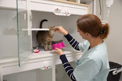 Clinique vétérinaire Vet'Vigne