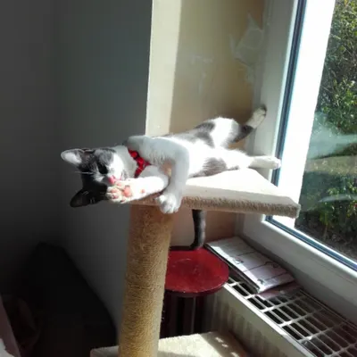 Vet'Santé