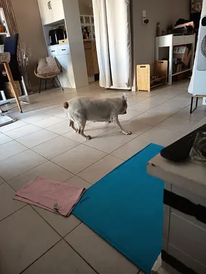 clinique veterinaire des costières manduel