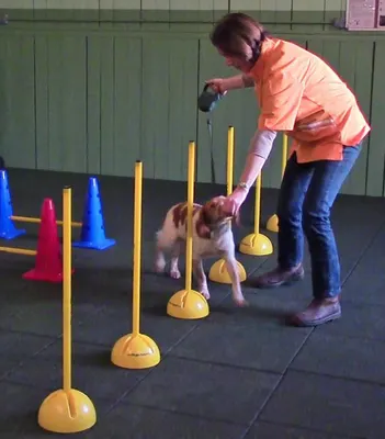 Physiothérapie animale UPRAVET