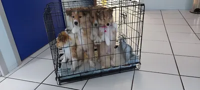SCP DES VETERINAIRES - LION - AVON