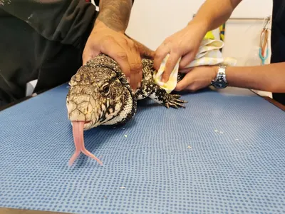 Occi'Cat - Clinique Vétérinaire de Bessières
