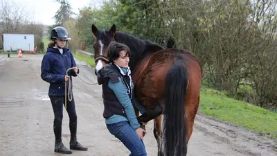 Epona Vet - Vétérinaires équins à domicile