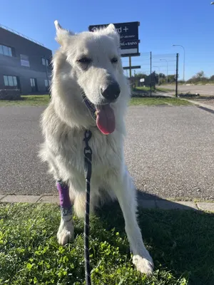 CLINIQUE VETERINAIRE DE LA MODER