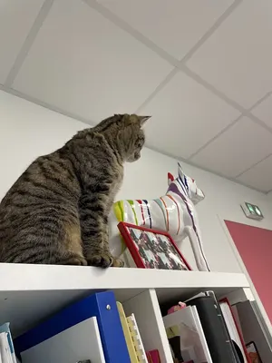 Clinique Vétérinaire de l'Andelle