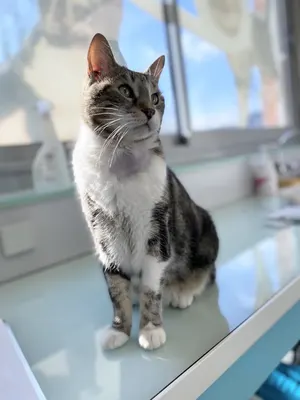 CLINIQUE VETERINAIRE DE CONFLANS