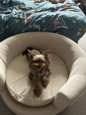 Vétérinaire VetOvalley Bray-sur-somme - Dr TURQUET Thomas