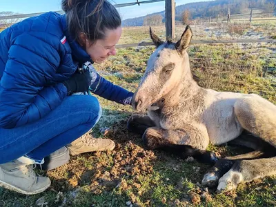 VET CENTAURE - Dr LINCK Juliette