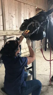 Elodie PERRAULT dentiste équin vétérinaire