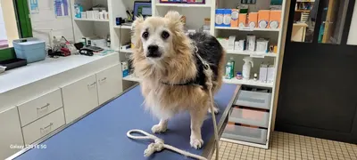 Veterinaires Coeur d'Orne Ecouché