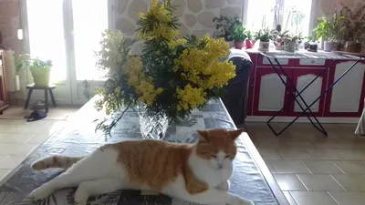 Ferrero Stéphane